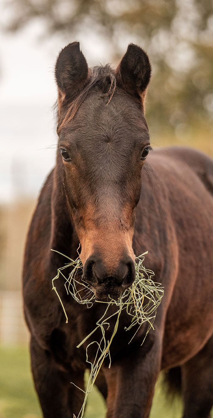 Young Dutch Warmblood horse eating hay