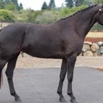 Evanta-III Dutch Warmblood breeding Mare Evanta III MMW