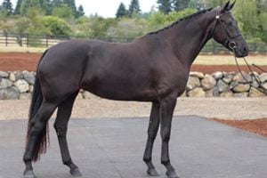 Dutch Warmblood breeding Mare Evanta III MMW