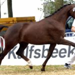 Gold-Pleasure Dutch Warmblood breeding Mare Gold Pleasure