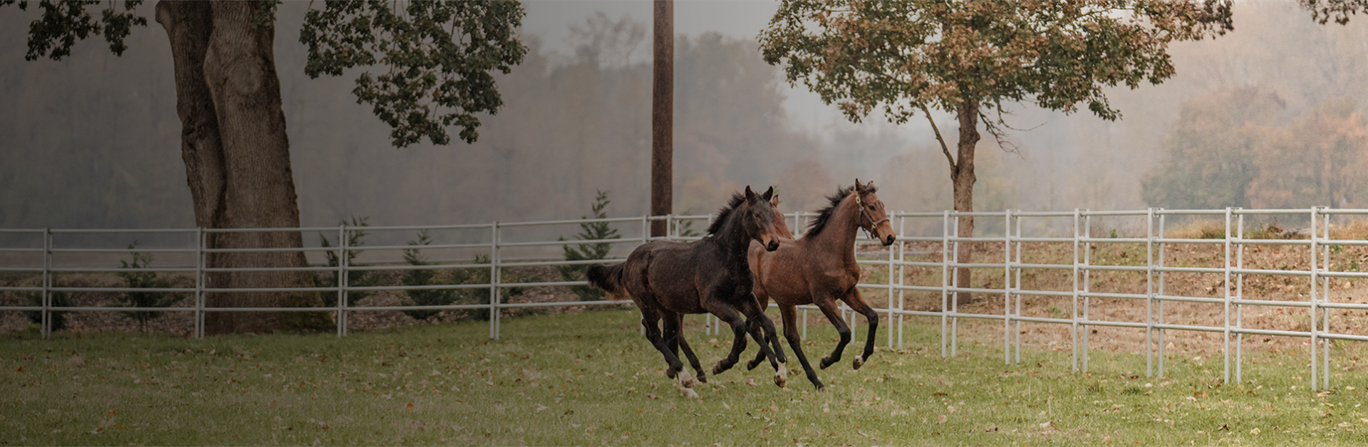 Beautiful horse pasture with running young horses