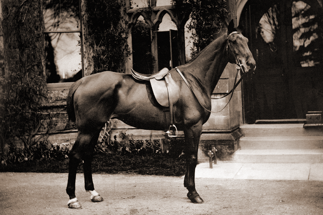 historic image of dressage horse