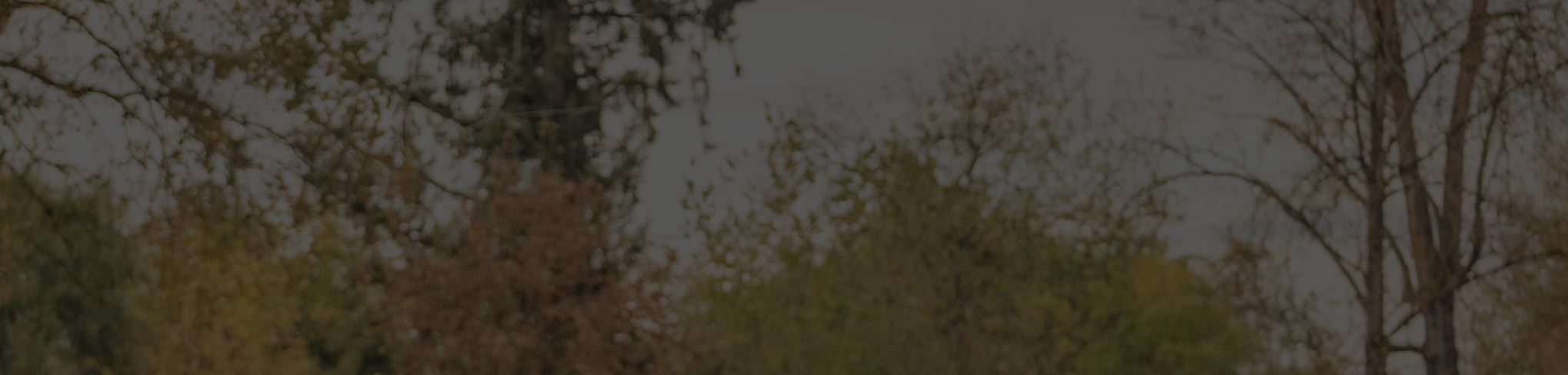 background image of trees