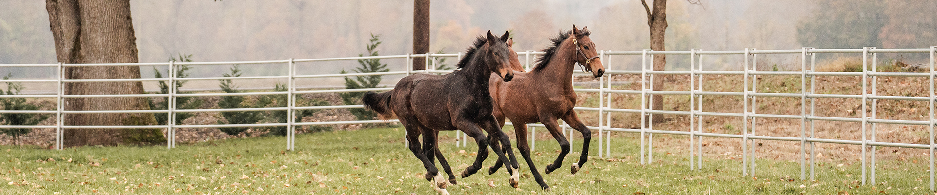 Beautiful horse pasture with running young horses
