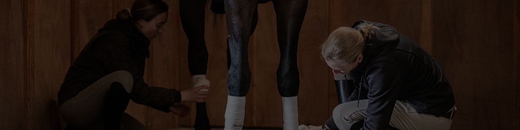 Background image taping horse legs